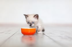10 Foods Toxic to Cats