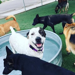 Doggy daycare is great for your socializing your dog