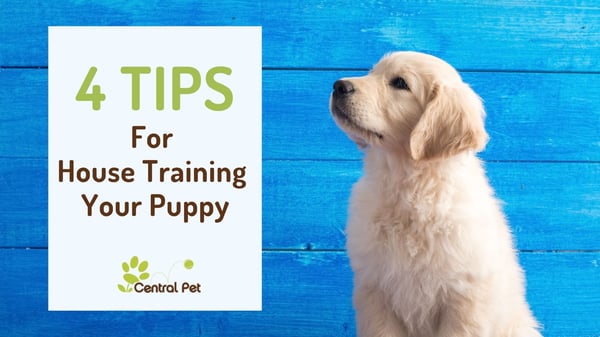 tips for house training your puppy or dog