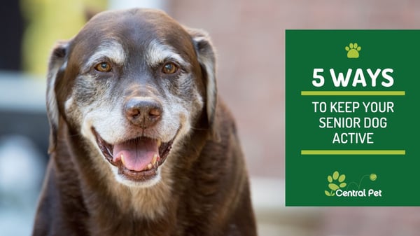 5 ways to keep your senior dog active - central pet arizona