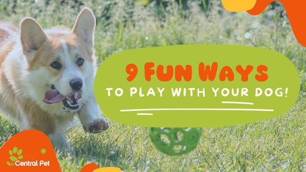 central pet in tucson provides pet parents with 9 Fun Ways to Play with Your Dog