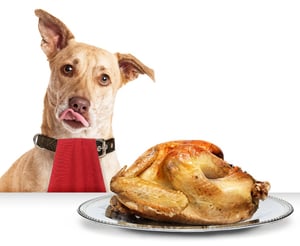 Foods to Avoid Giving Dogs