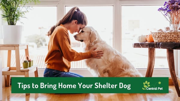 dog owner with shelter dog in home