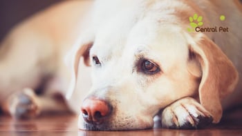 strep zoo disease in tucson arizona -pima county- sick dog