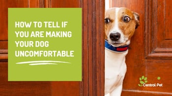 signs you are making your dog uncomfortable and how to help them