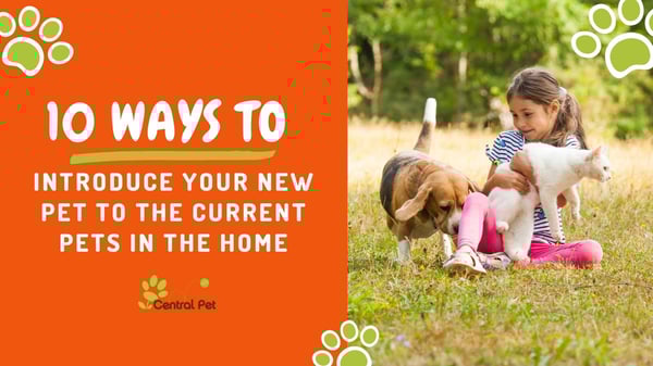 ways to introduce your new pet to your current pets - central pet arizona
