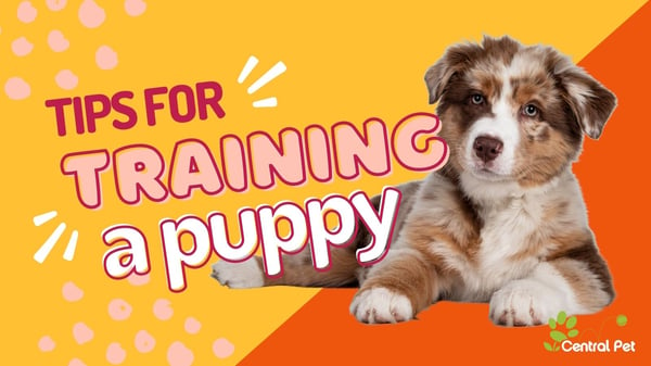 Tips for Training Your Puppy provided by central pet in tucson