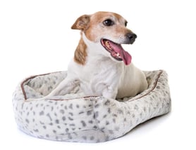 Central_Pet_small_Loft-1000x773 Central_Pet_small_Loft-1000x773