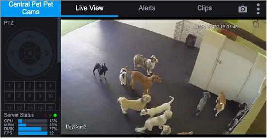 Doggy-Daycare-Camera