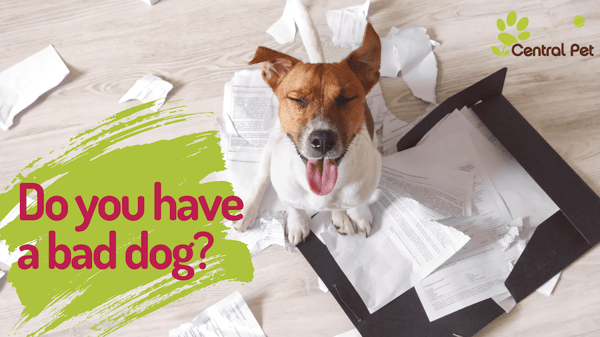 do you have a bad dog or just restless? 