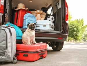 A Checklist for Traveling with Your Dog