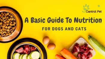 pet food on yellow background - A Basic Guide To Nutrition For Dogs And Cats