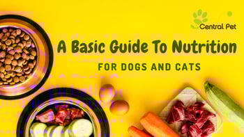 pet food on yellow background - A Basic Guide To Nutrition For Dogs And Cats