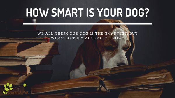 dog reading book - how smart is your dog