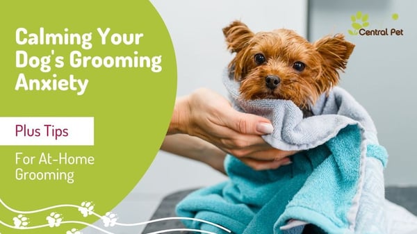 How to Calm Your Dog's Grooming Anxiety and At-Home Dog Grooming Tips