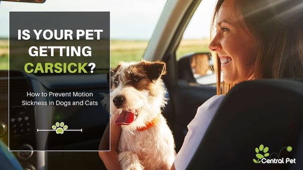 is your pet getting carsick? tips for preventing motion sickness in dogs and cats