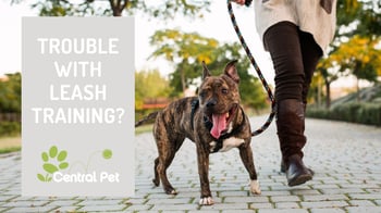 How to Train Your Dog to Walk on a Leash - dog on a leash