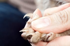 How to trim a cats nails
