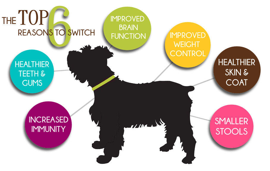 The top 6 reasons to switch to raw dog food. Tucson pet experts