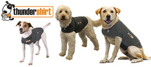 Thundershirts help dogs deal with anxiety during monsoon season in Arizona.
