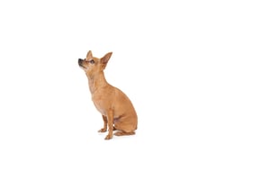 Travel Checklist for your Dog