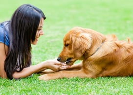 Help your dog with seasonal allergies