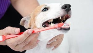 Doggy dental care tips