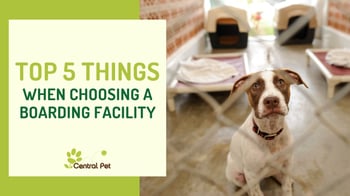 dog in boarding - top things when choosing a facility