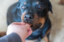 Oral Medications for Treating a Dog With Fleas