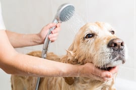 Shampoos and Sprays for Treating Fleas