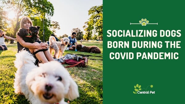 Socializing Dogs Born During the COVID Pandemic - dog with pet parent and dogs at park