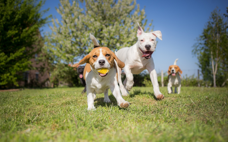 3 Reasons To Avoid Dog Parks (and 3 Things You Can Do Instead)