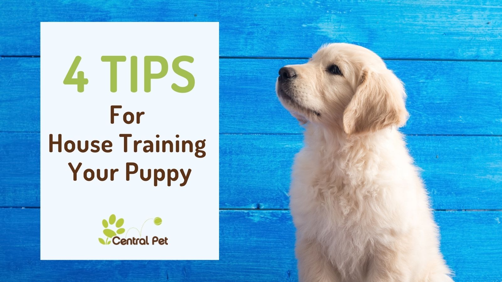 4 Helpful Tips for House Training a Puppy