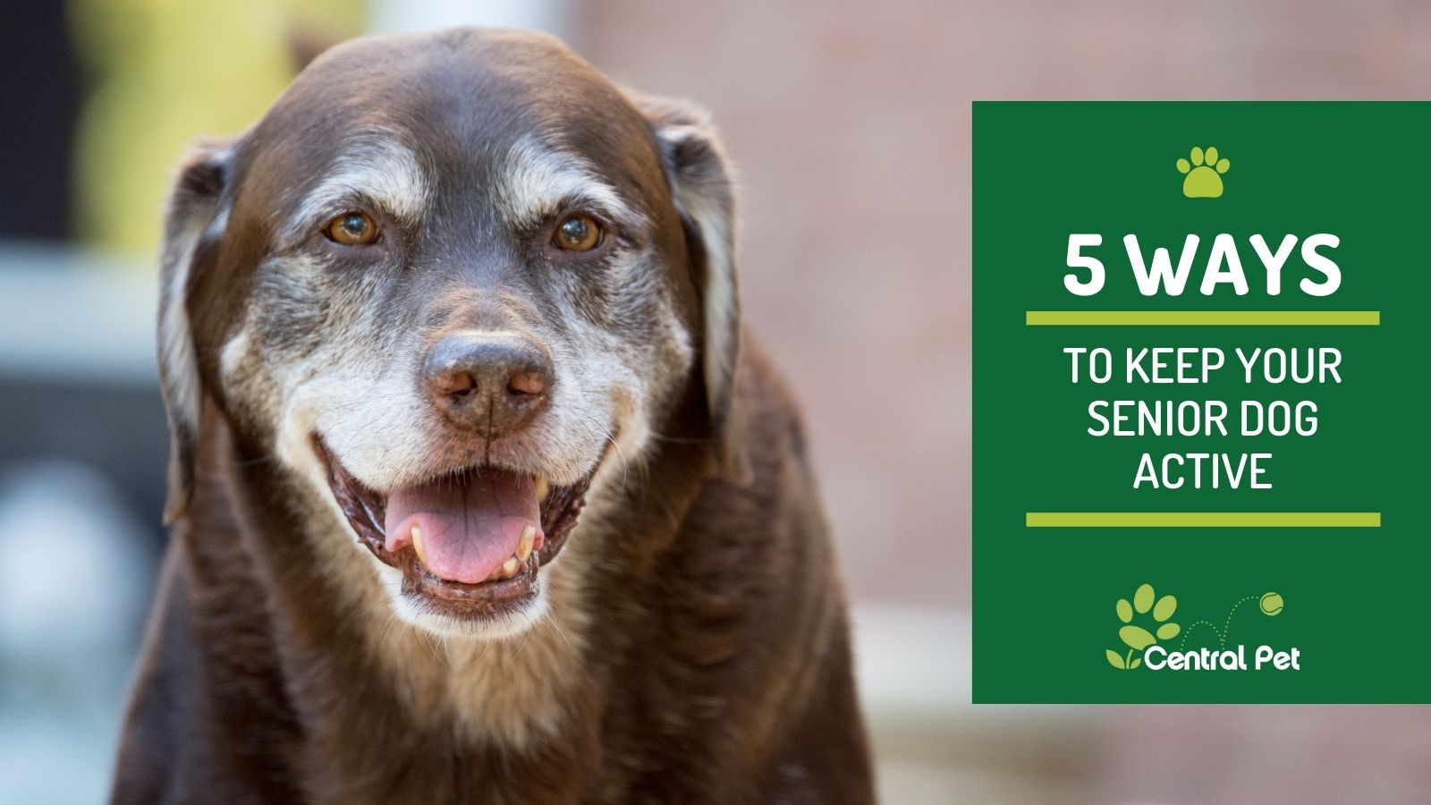 5 Ways to Keep Your Senior Dog Active