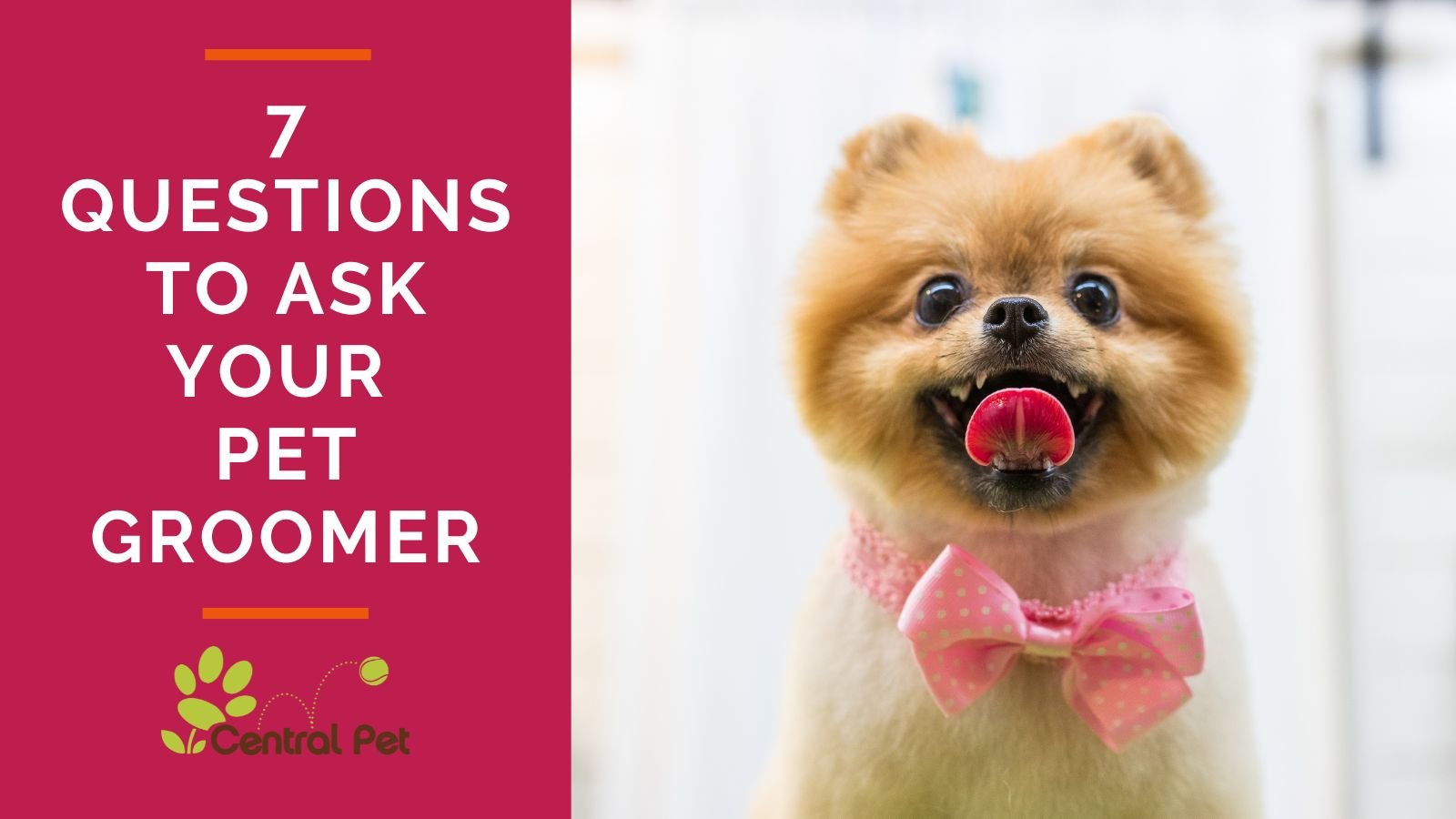 7 Important Questions to Ask Before Hiring a Pet Groomer