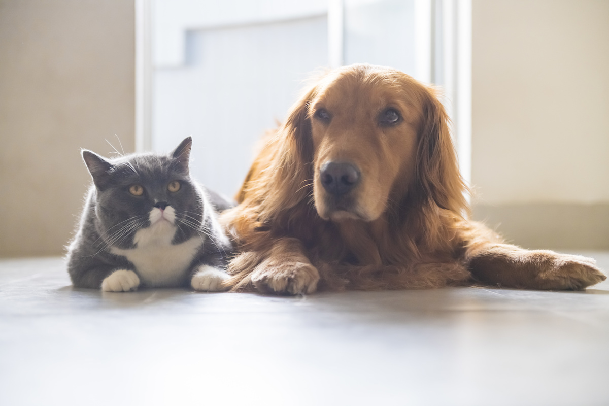 CBD For Easing Pet Anxiety