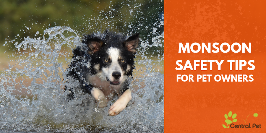 Monsoon Safety Tips For Pet Owners