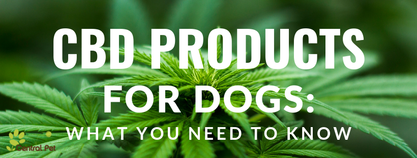 CBD Products for Dogs: What You Need to Know