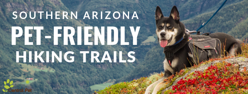 8 Dog-Friendly Trails to Enjoy in Southern Arizona