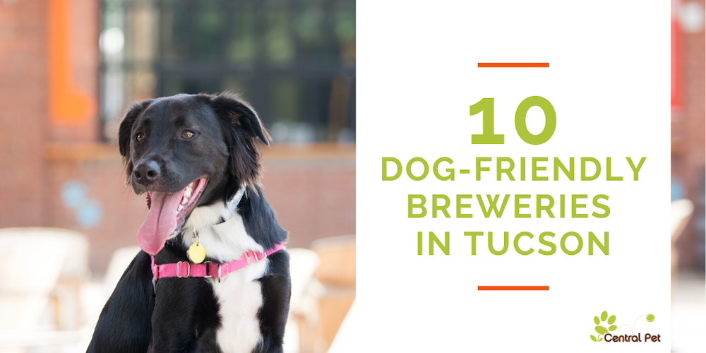 10 Dog-Friendly Breweries in Southern Arizona