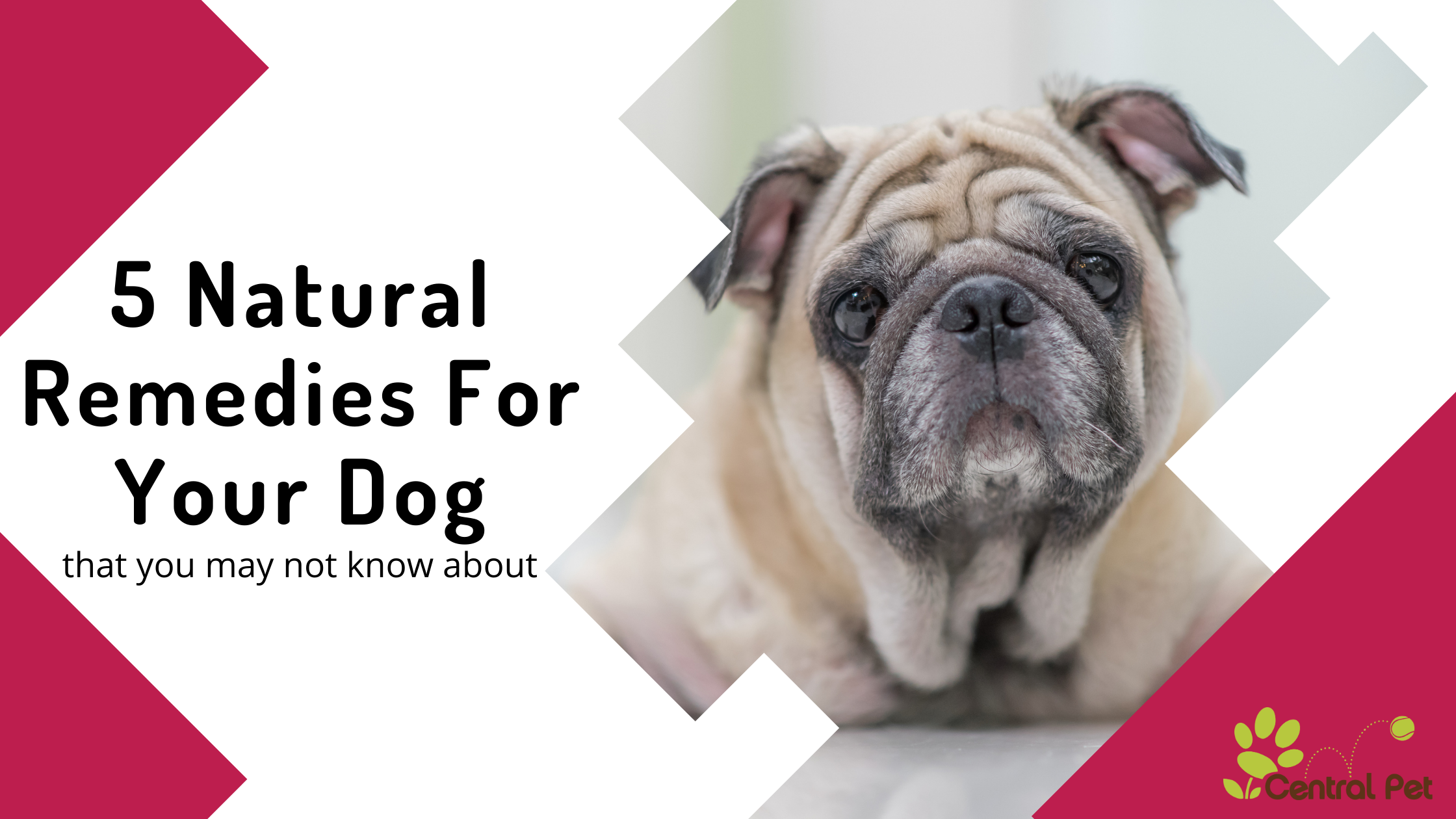 5 Natural Remedies for Dogs that You May Not Know About
