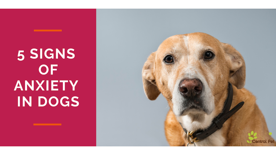 Does Your Dog Have Anxiety? 5 Signs You Might Not Expect