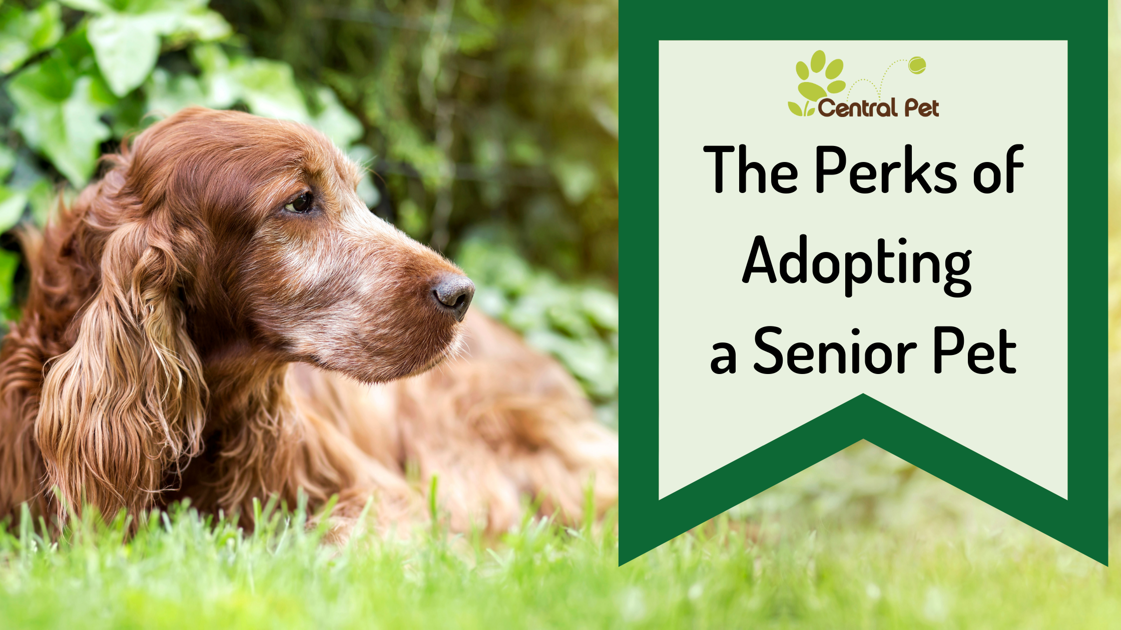 November is Adopt-a-Senior-Pet Month