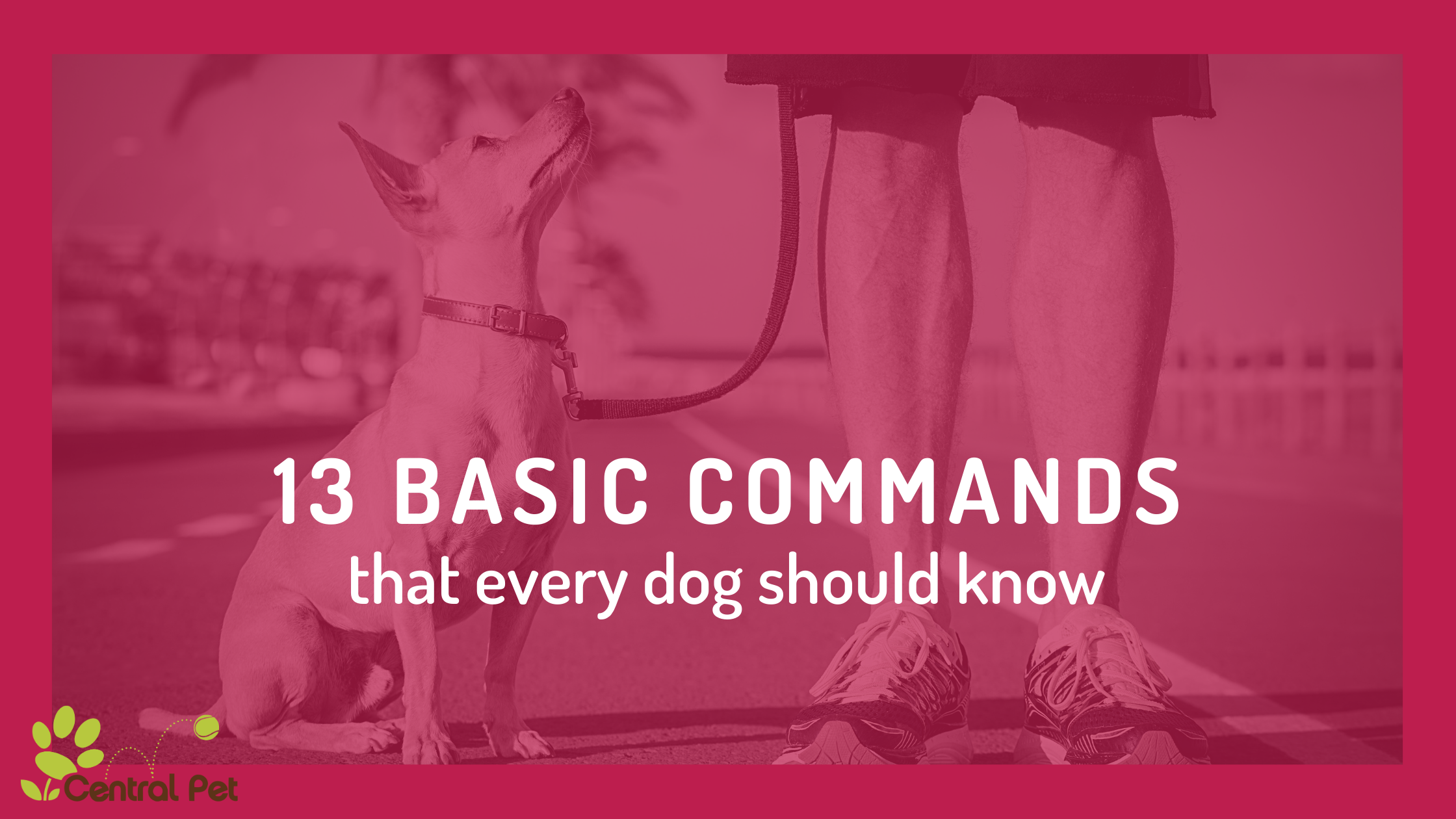 Basic Commands Every Dog (and Dog Owner) Should Know