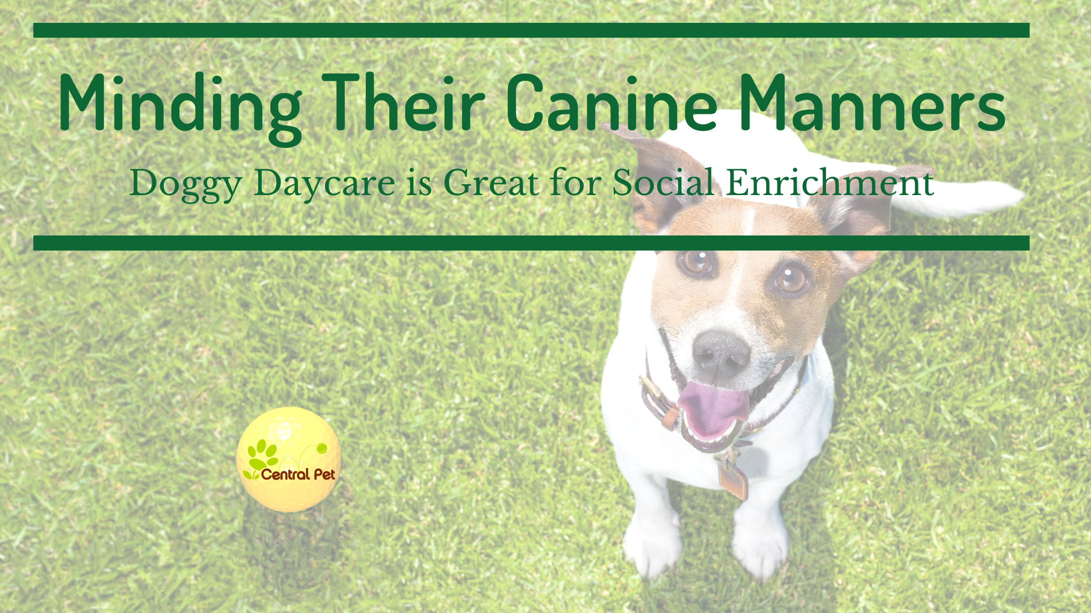 Minding Their Canine Manners: Doggy Daycare is Great Social Enrichment