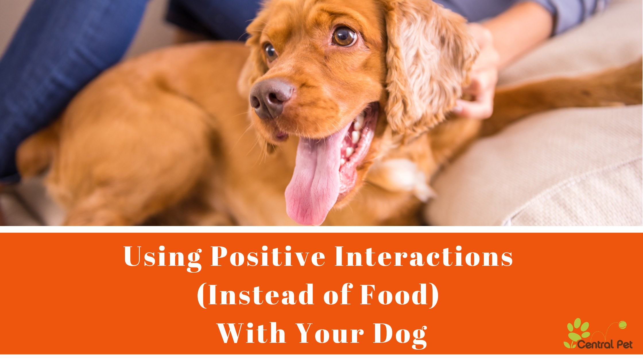 Using Positive Interactions (Instead of Food) With Your Dog