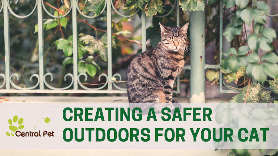 Creating a Safe Outdoor Space for Your Cat's Enjoyment