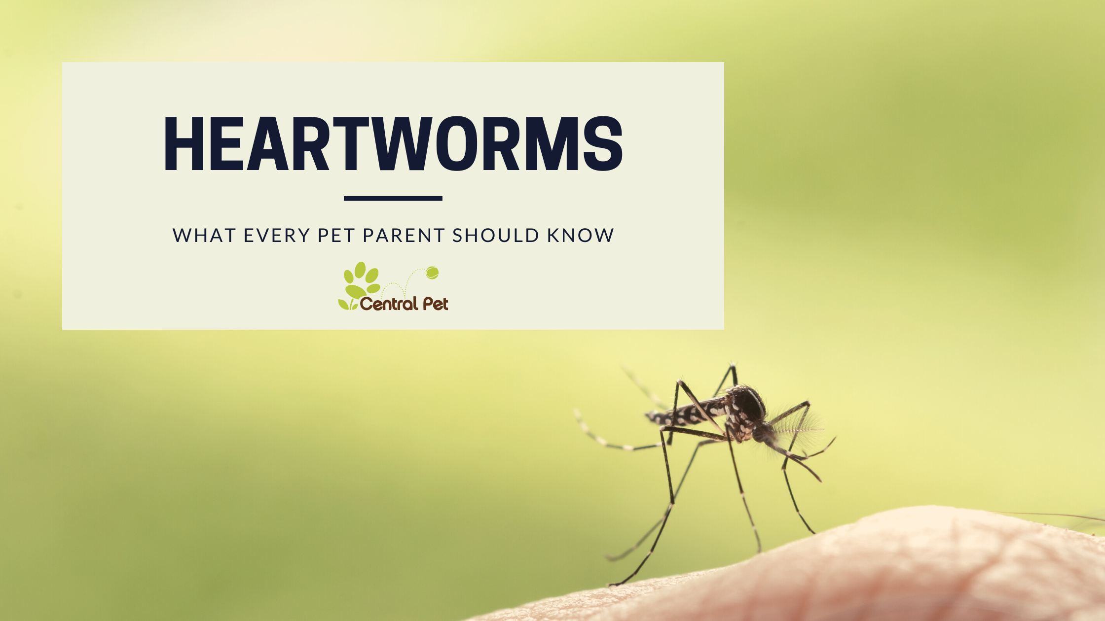 What Every Pet Parent Should Know About Heartworms