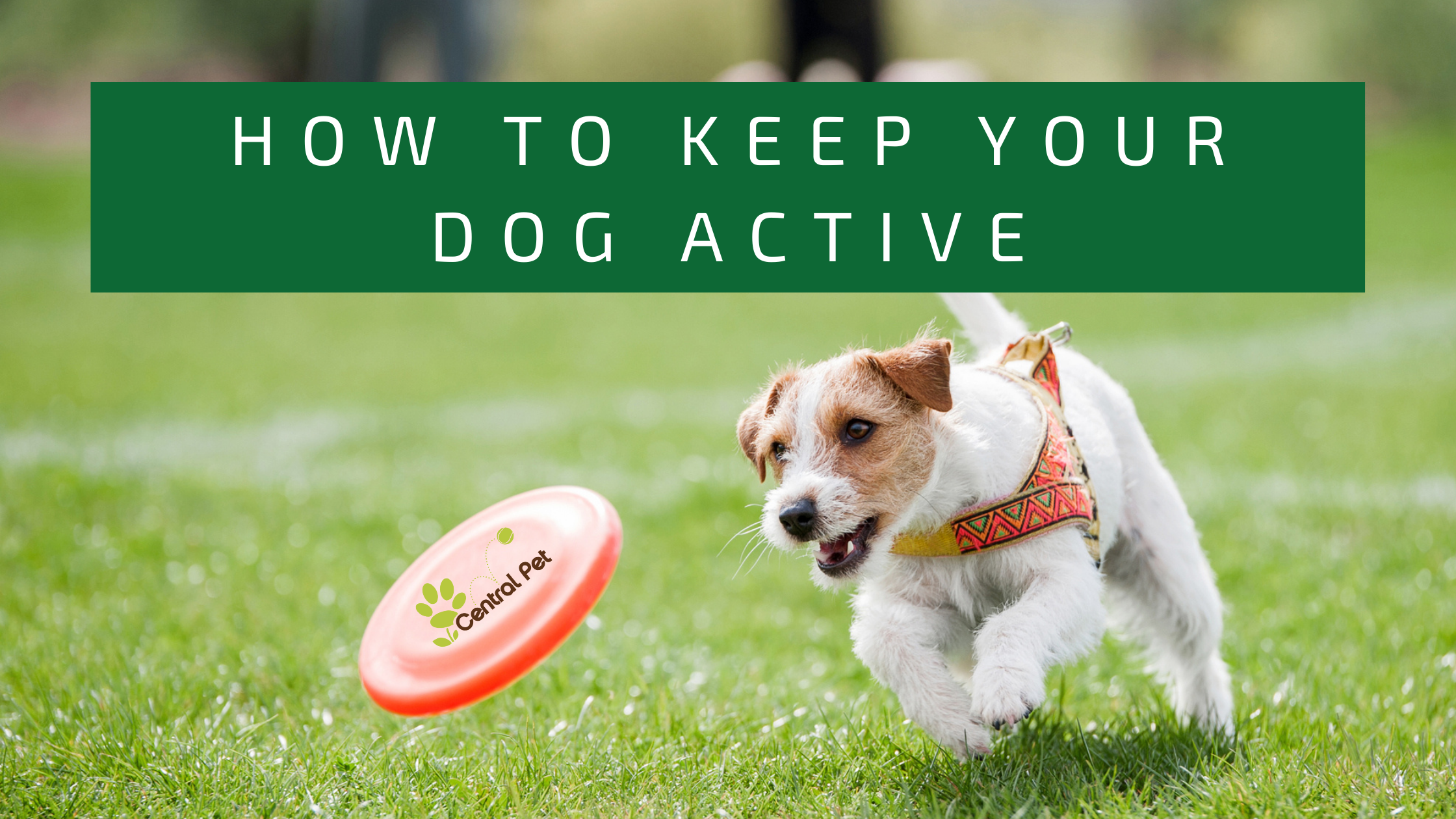 How to Keep Your Dog Active