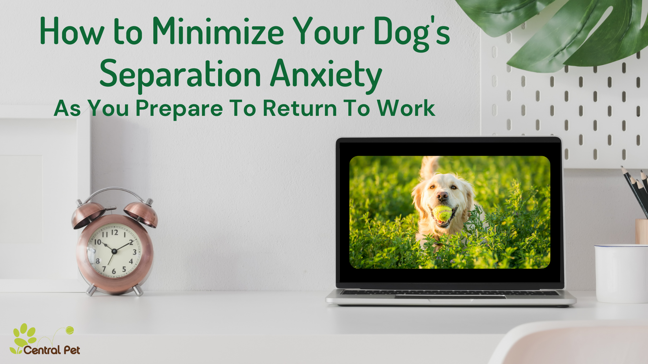 How to Minimize Your Dog's Anxiety as You Prepare to Return to Work